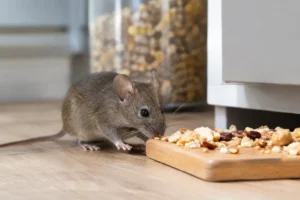 What Attracts Mice Indoors? Common Causes