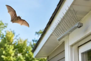 Best Humane Bat Deterrent Options That Work