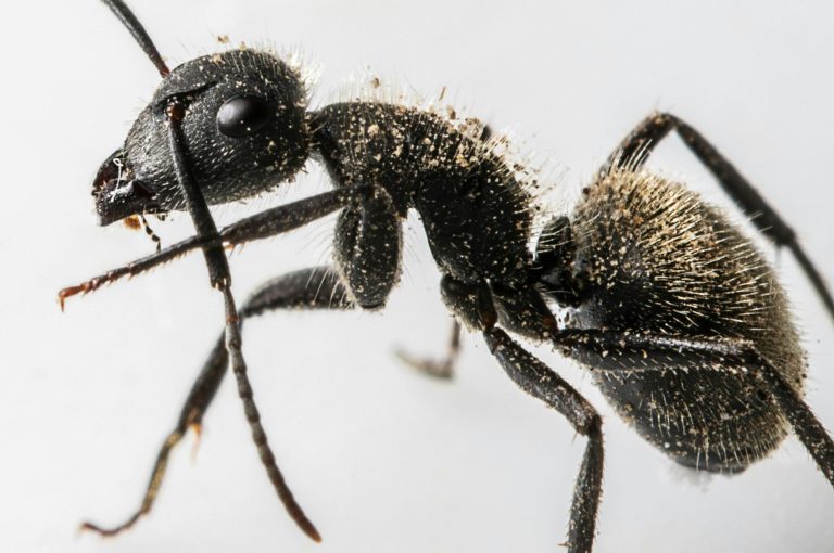 Ant Removal Pest Control for ants