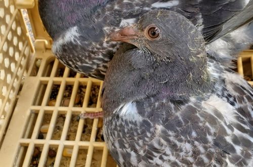 Pigeon removal experts los angeles