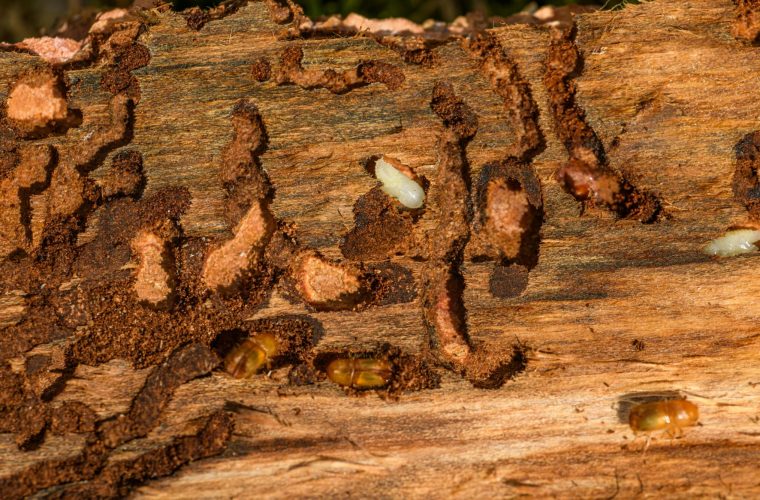 Termites Termites