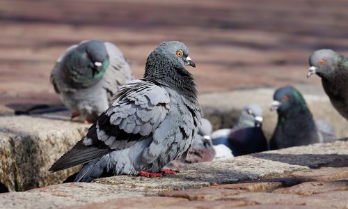 pigeon_removal_outbackzacks