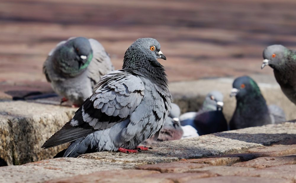 pigeon_removal_outbackzacks