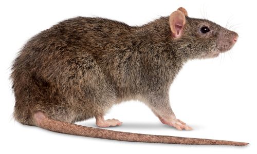 rat1